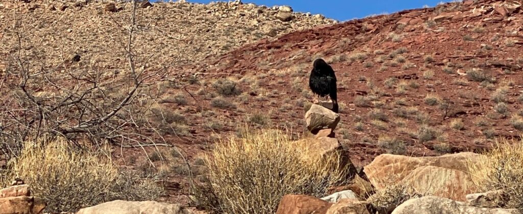 Raven Views Food